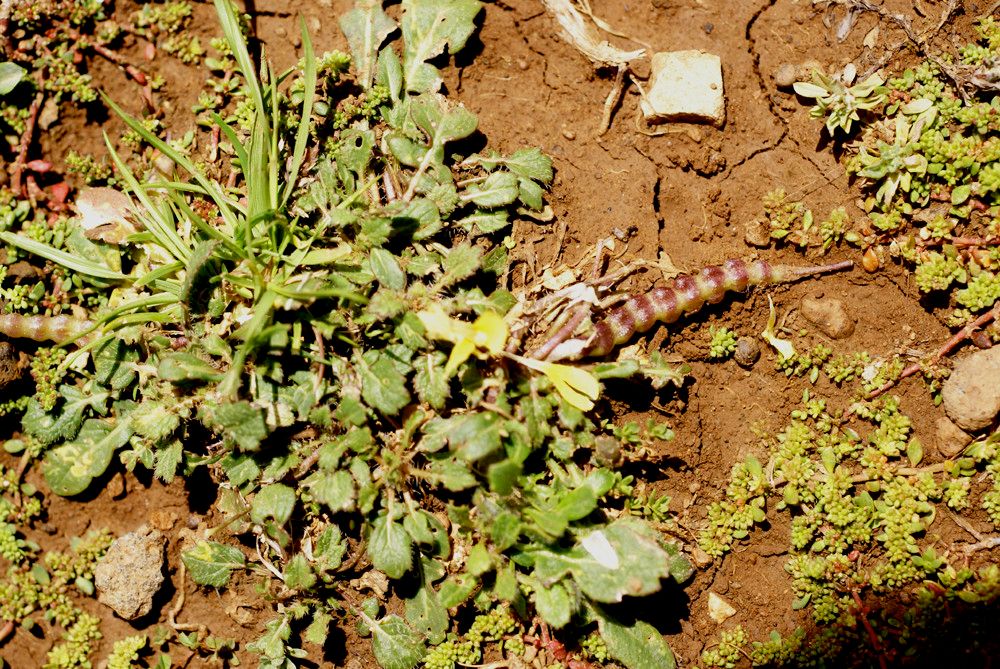 Raffenaldia primuloides habit