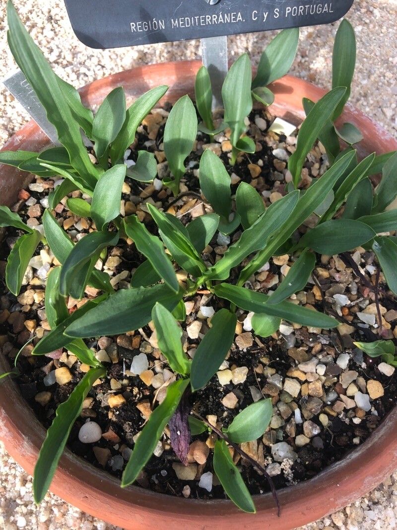 Biarum tenuifolium — search result for 'Greece'