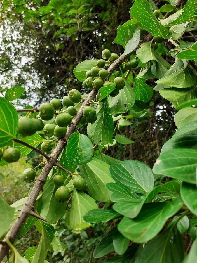 Canthium coromandelicum — related species from the same genus