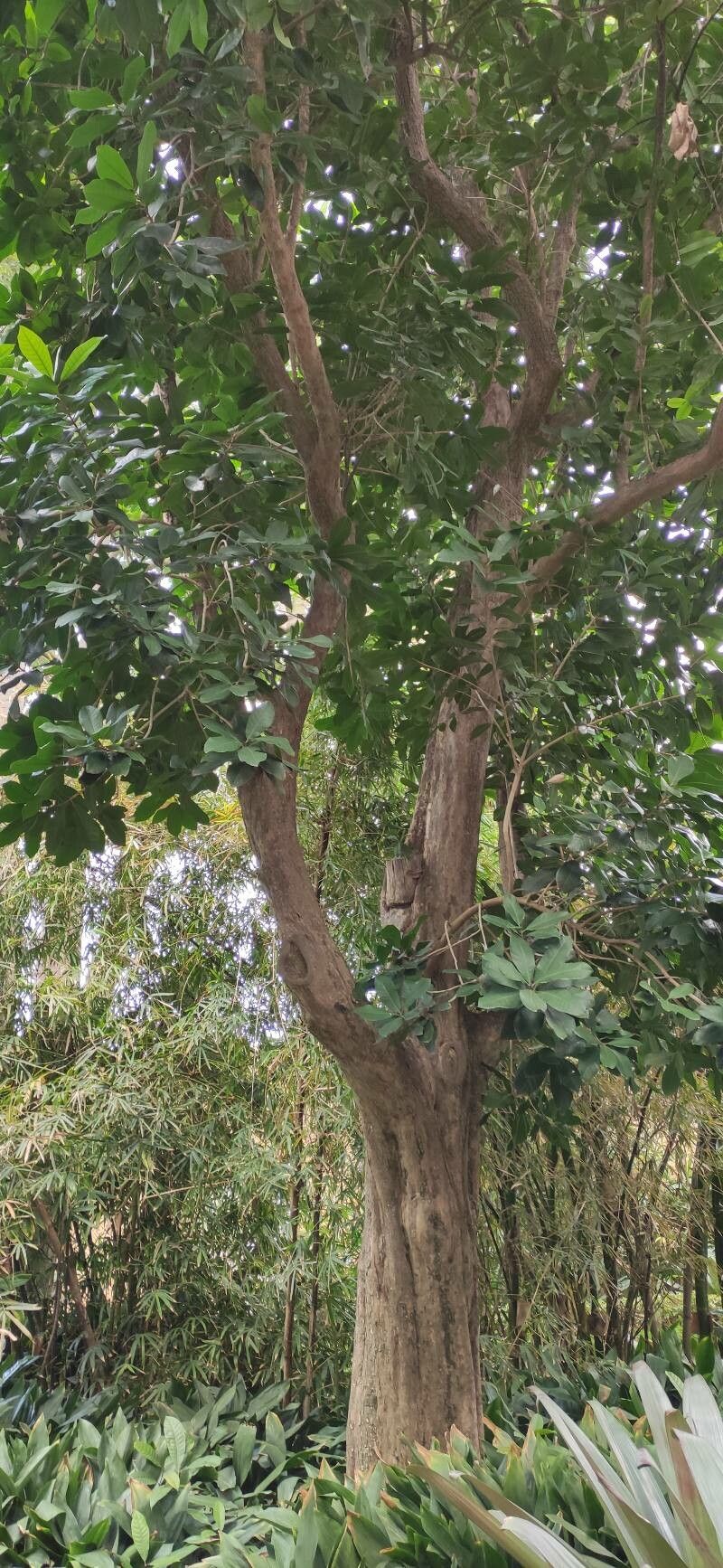 Pouteria arguacoensium habit