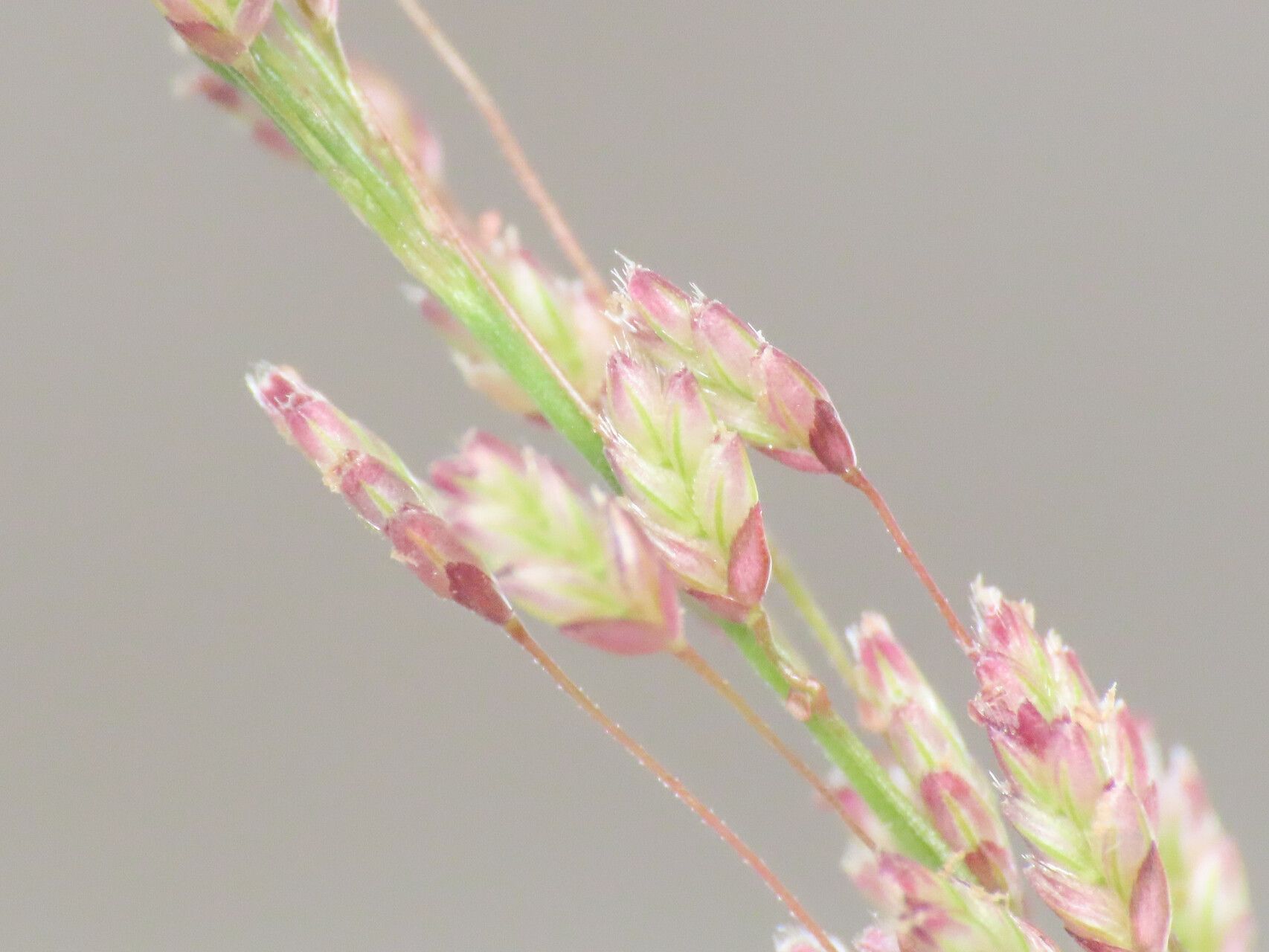 Eragrostis amabilis flower
