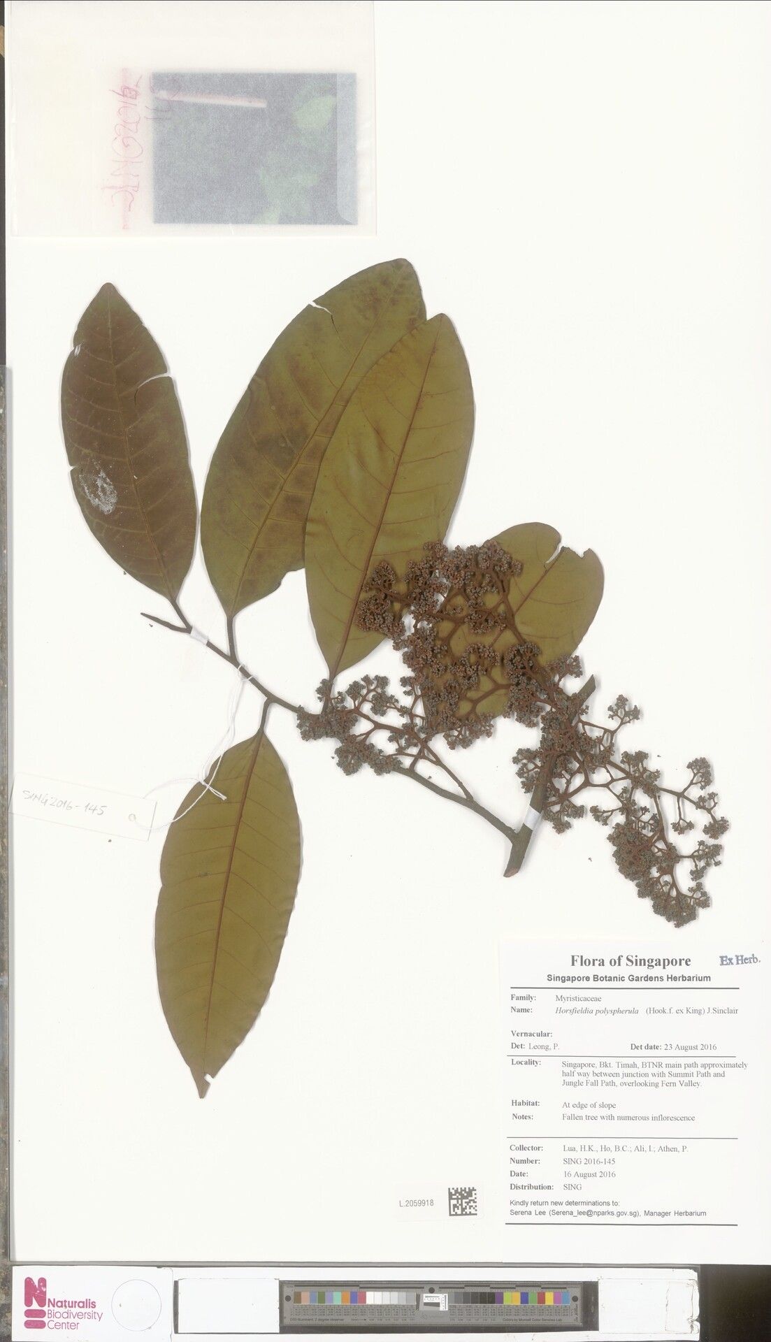 Horsfieldia polyspherula — search result for 'Horsfieldia'