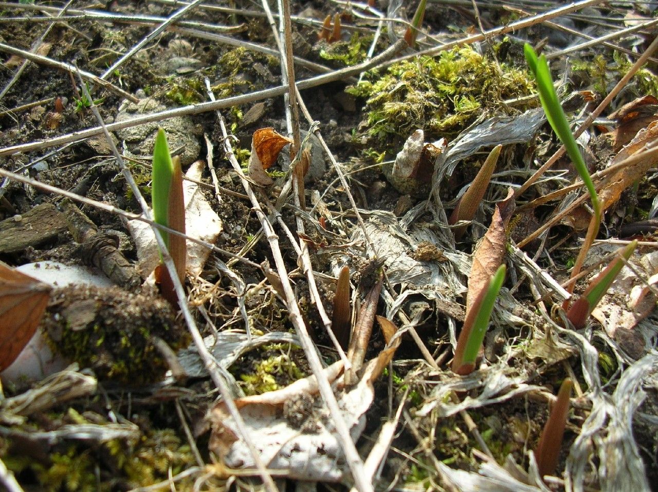 Polygonatum humile — search result for 'Mongolia'