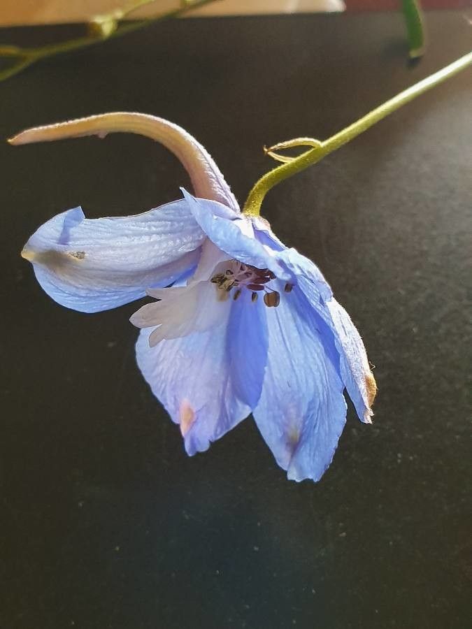 Delphinium leroyi flower