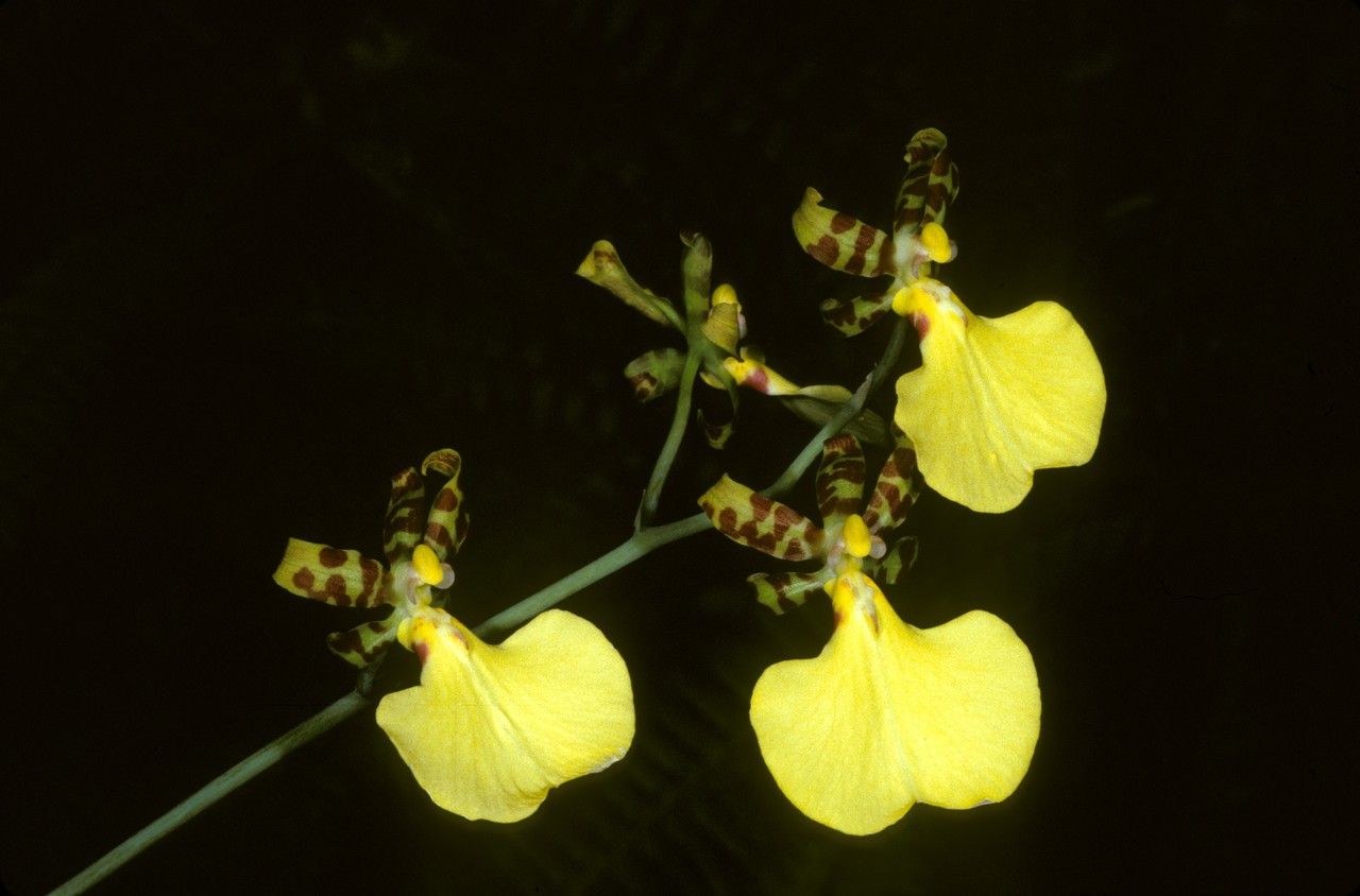Trichocentrum splendidum flower