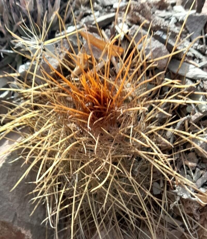 Parodia aureicentra habit