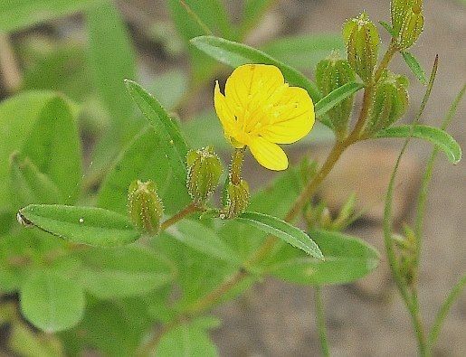 Oenothera perennis flower
