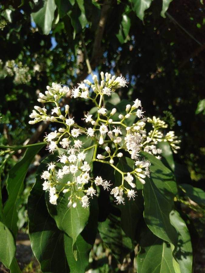 Ehretia philippinensis flower