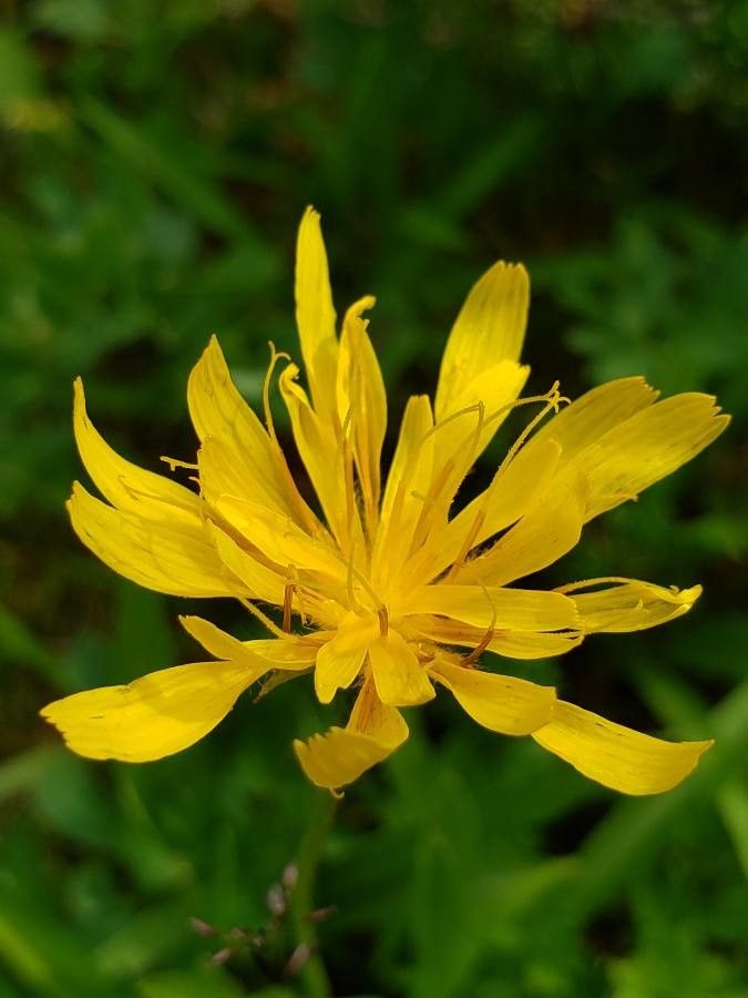 Microseris borealis flower