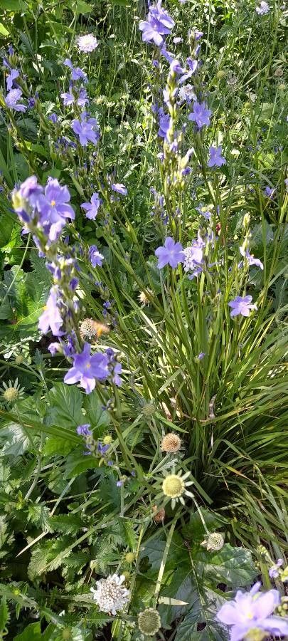 Orthrosanthus multiflorus habit