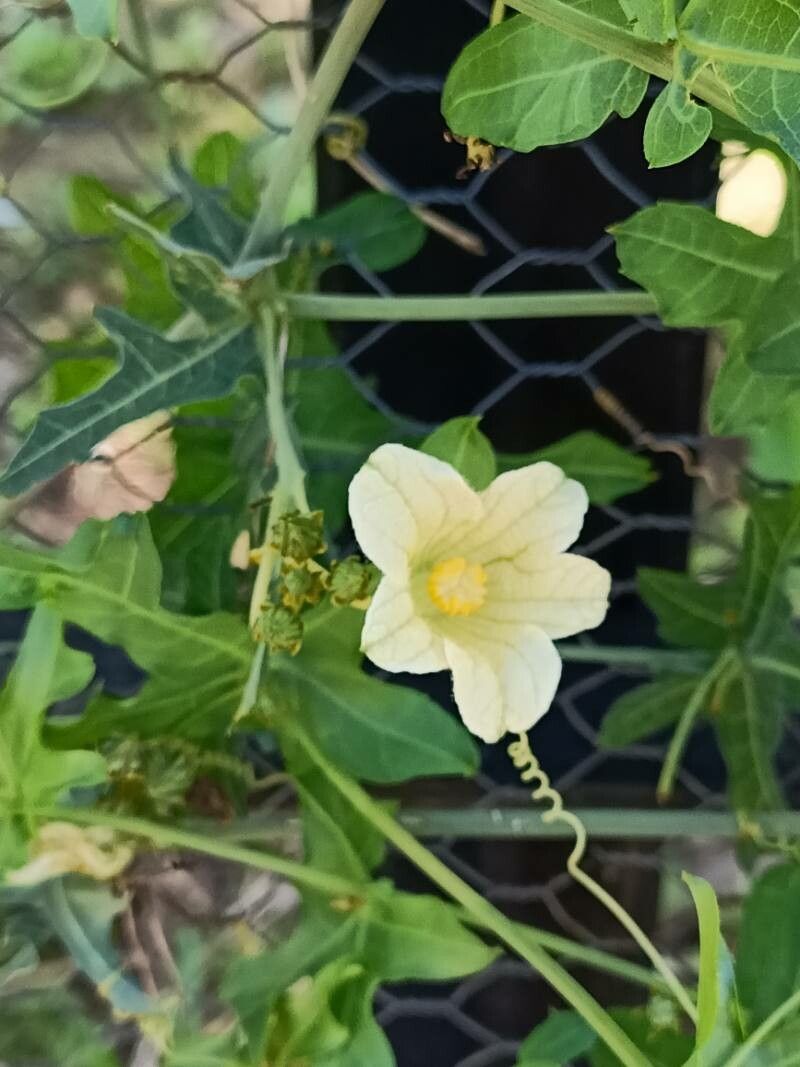Coccinia sessilifolia flower