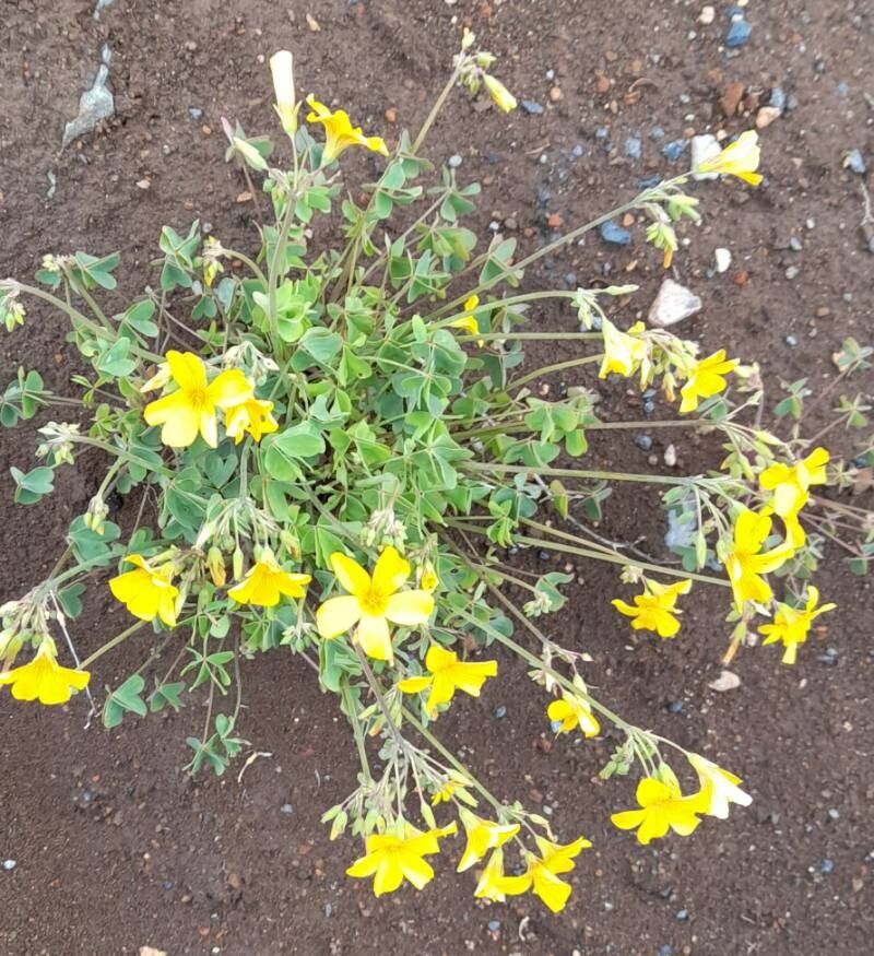 Oxalis valdiviensis habit