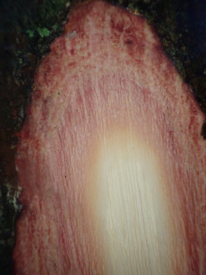 Grewia oligoneura bark