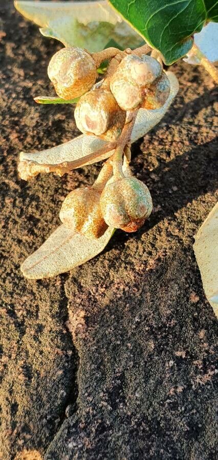 Croton megalocarpus fruit