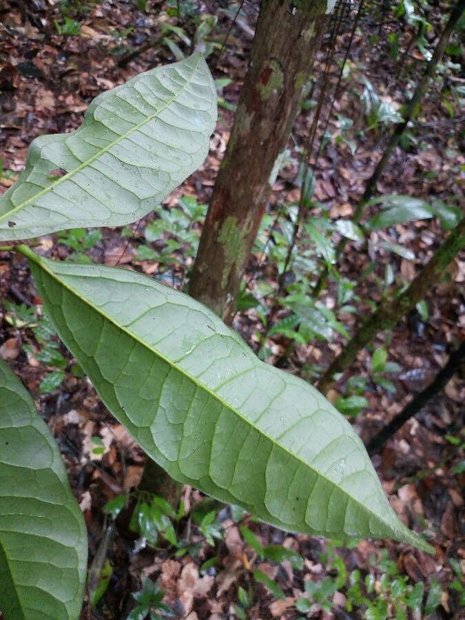 Cymbopetalum brasiliense leaf