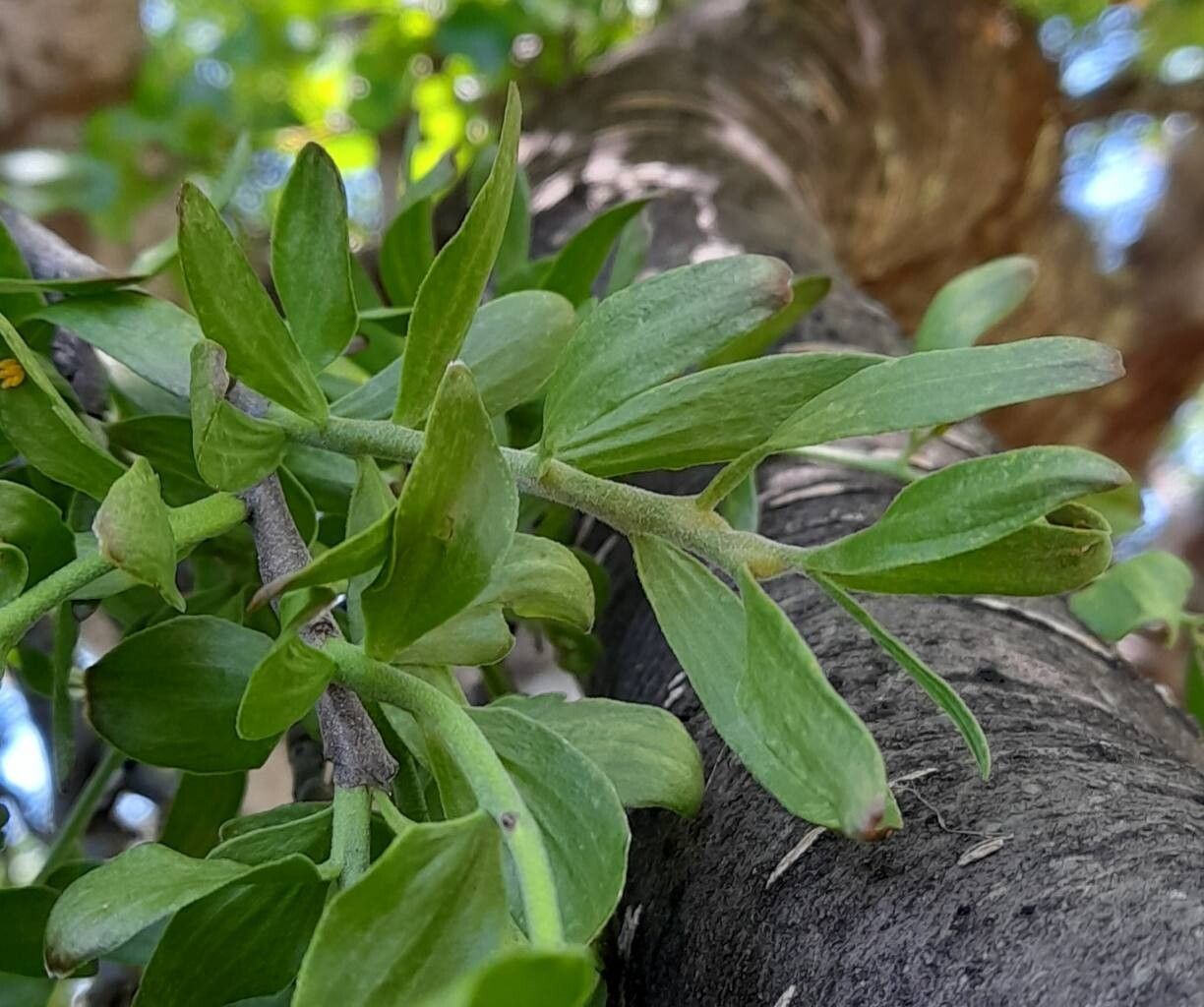 Misodendrum oblongifolium — related species from the same genus