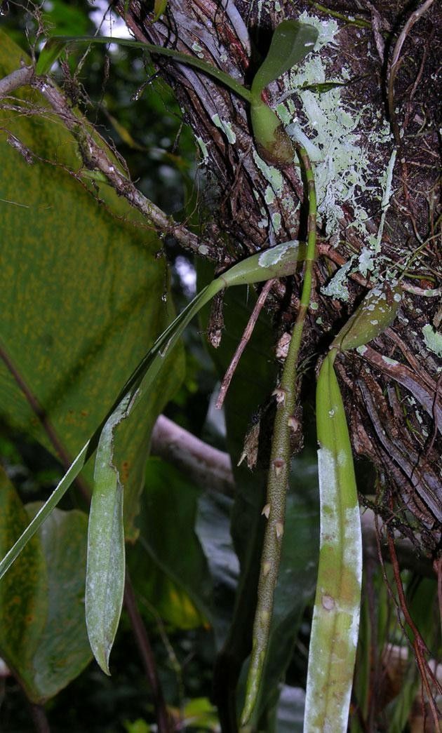 Bulbophyllum pinelianum other