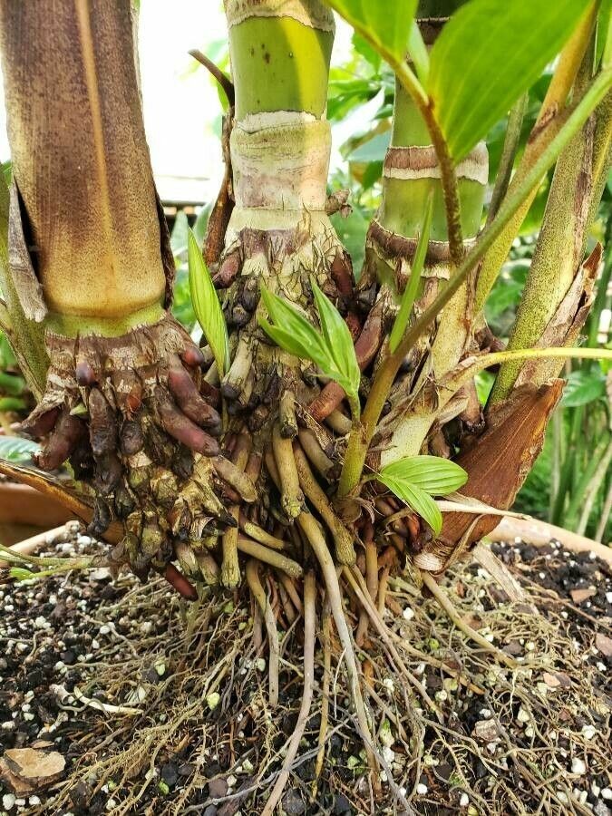 Pinanga insignis other