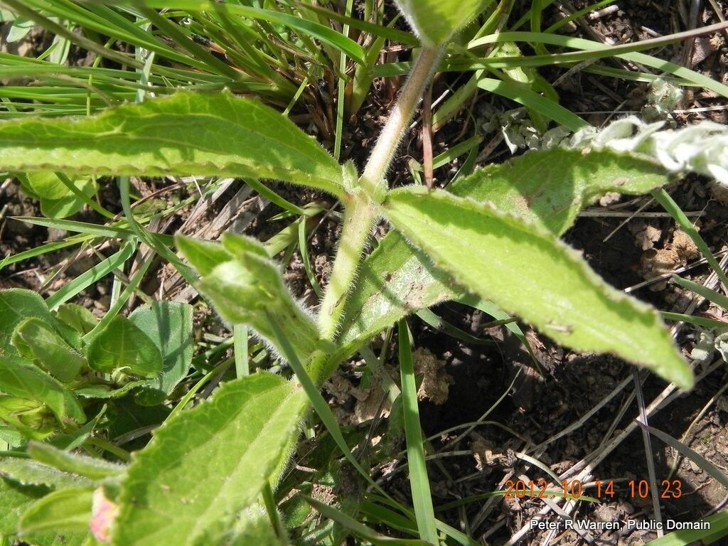 Cycnium adonense leaf