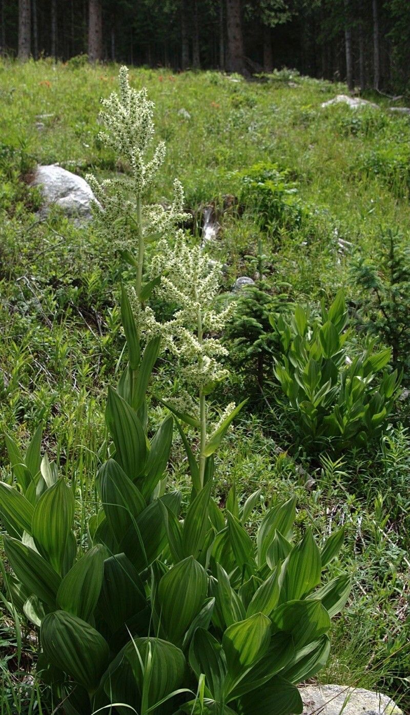 Veratrum californicum flower
