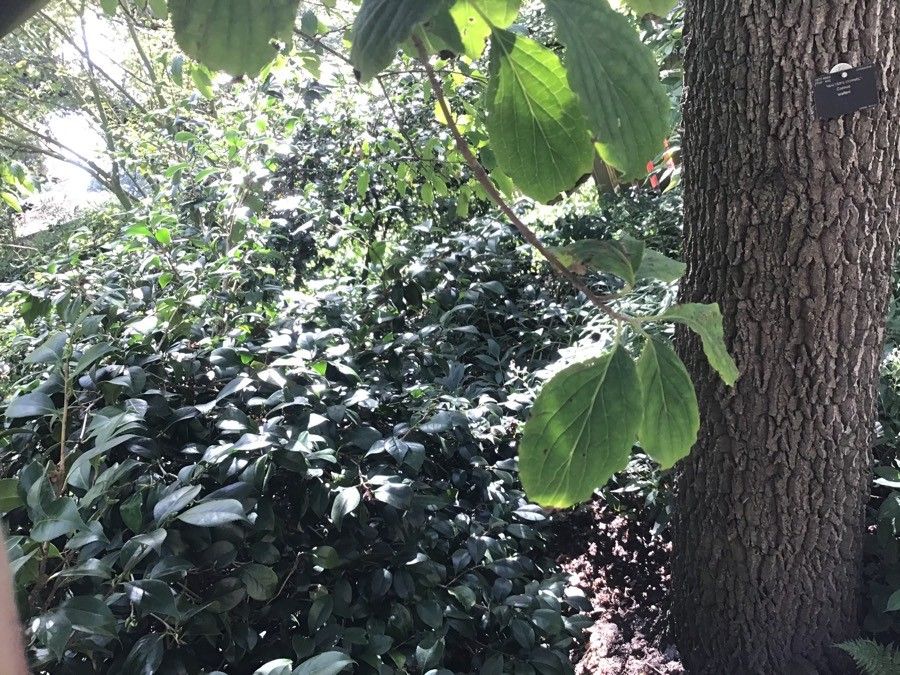 Cornus walteri — search result for 'Cornus'