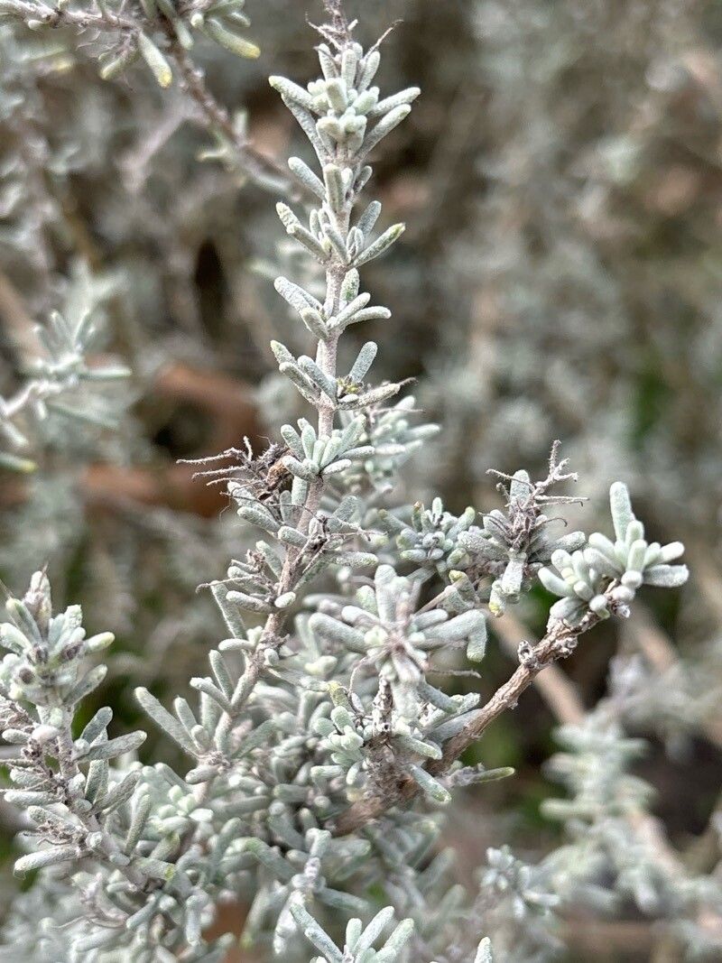 Salvia granatensis — houseplant care guide