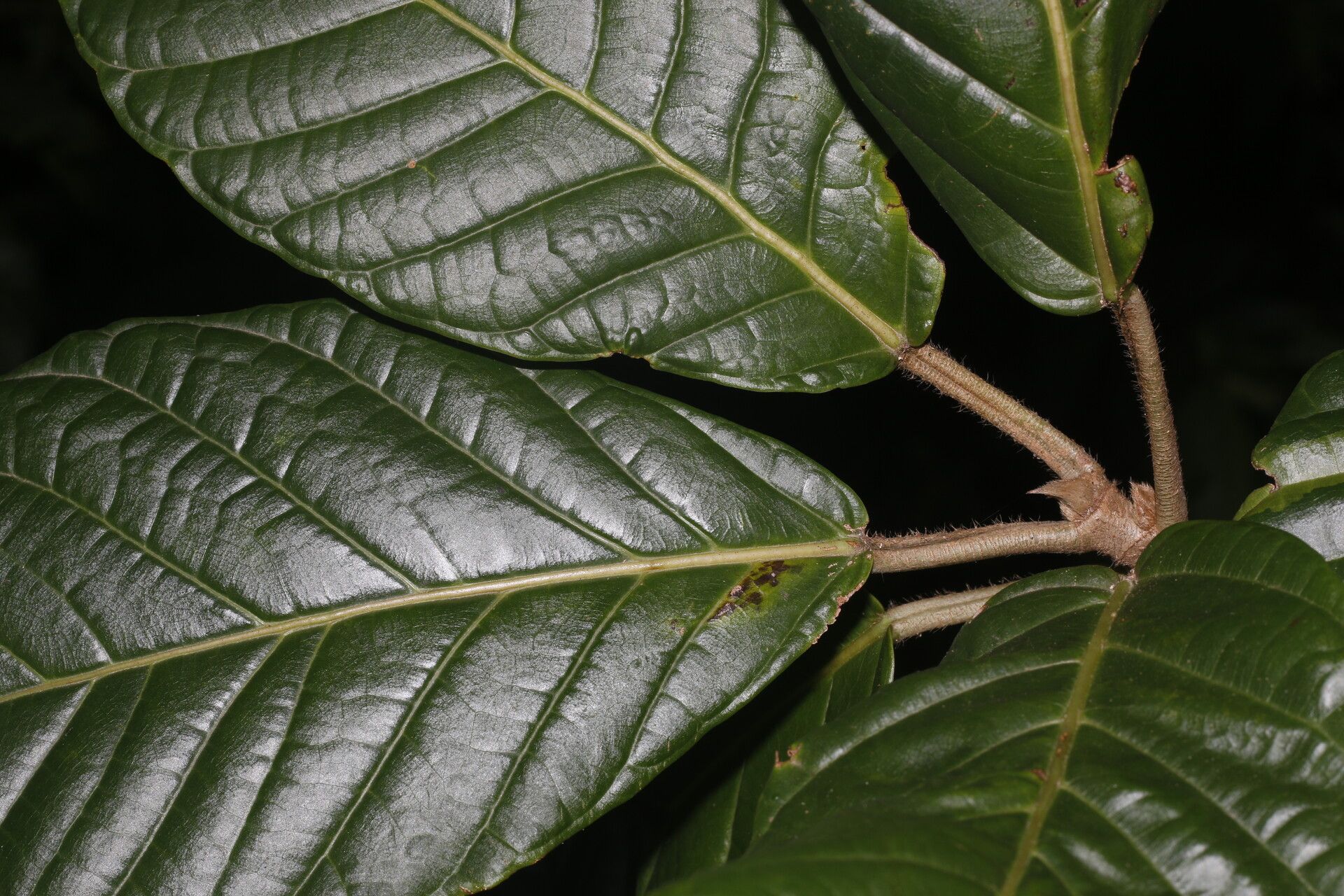 Ficus brevibracteata leaf