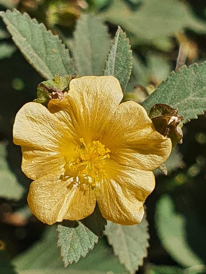 Malvastrum coromandelianum flower