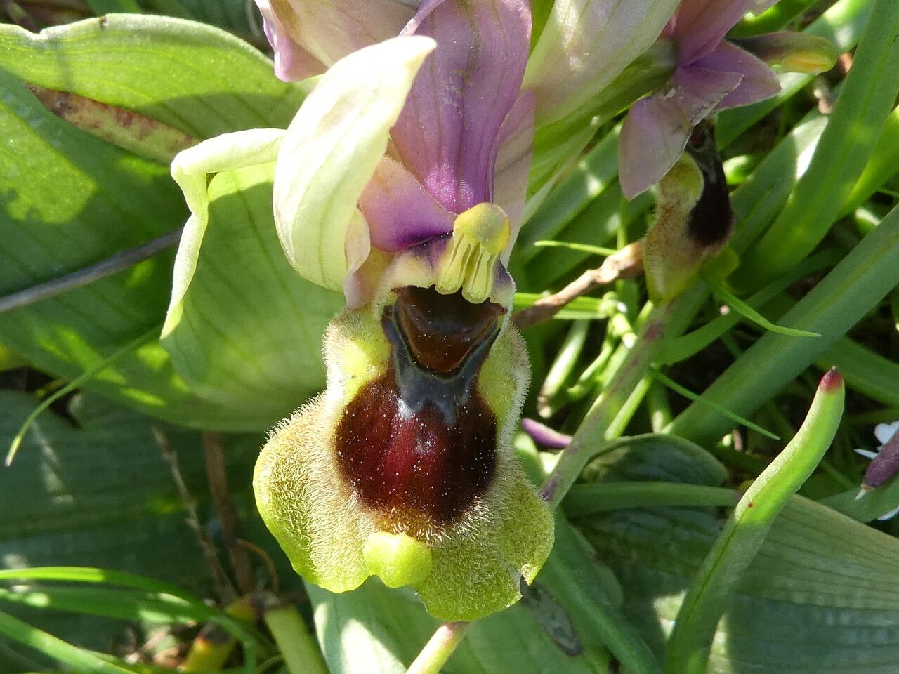 Ophrys tenthredinifera flower