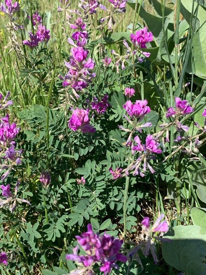 Astragalus mollissimus — search result for 'Astragalus'