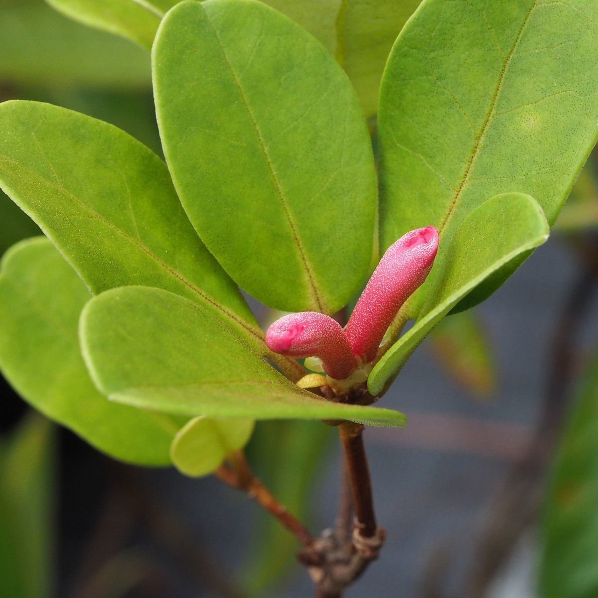 Rhododendron angiense — houseplant care guide