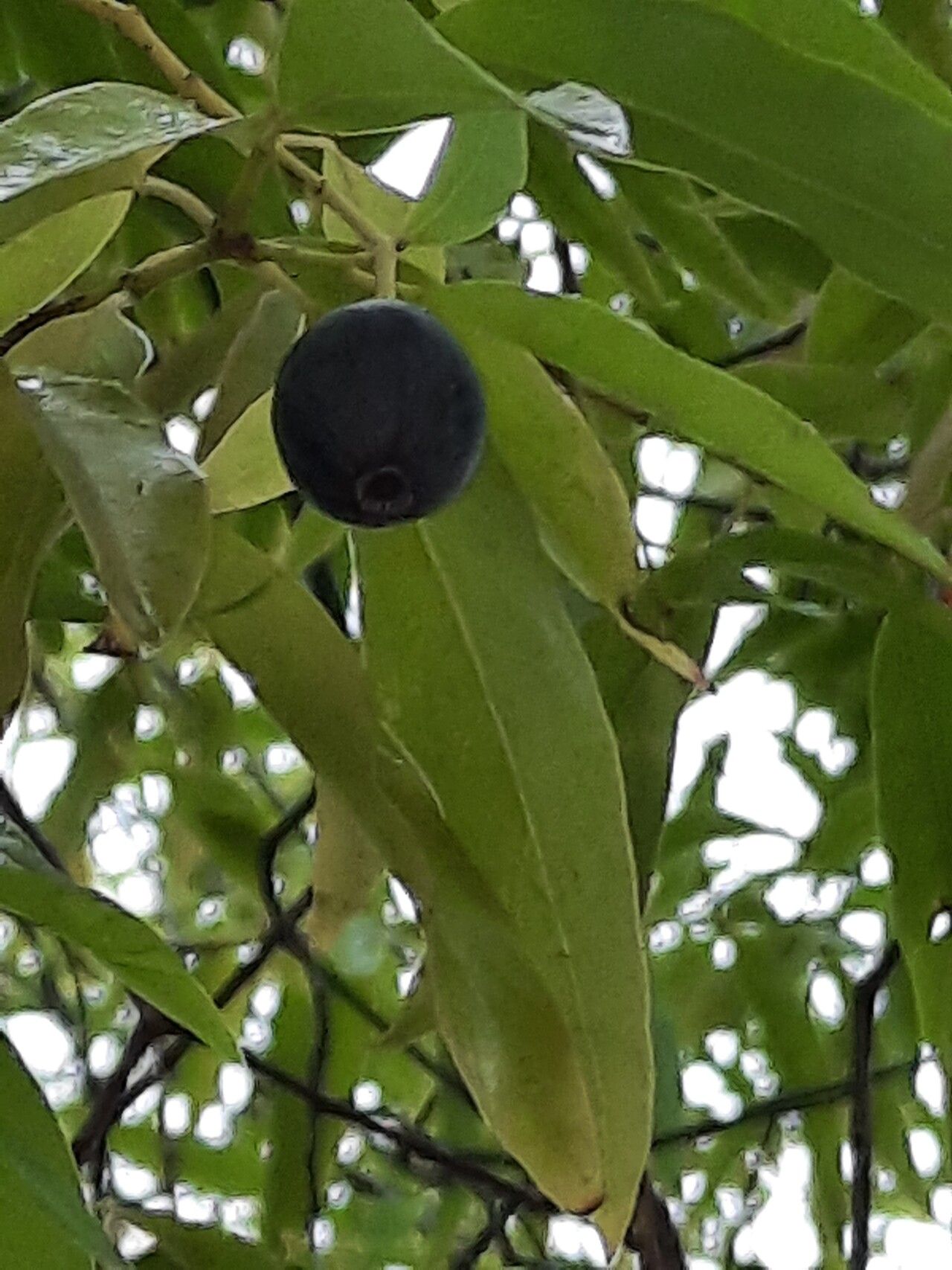 Santalum yasi fruit