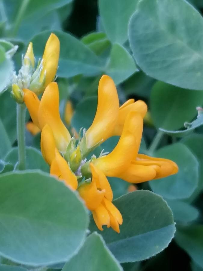 Medicago arborea flower