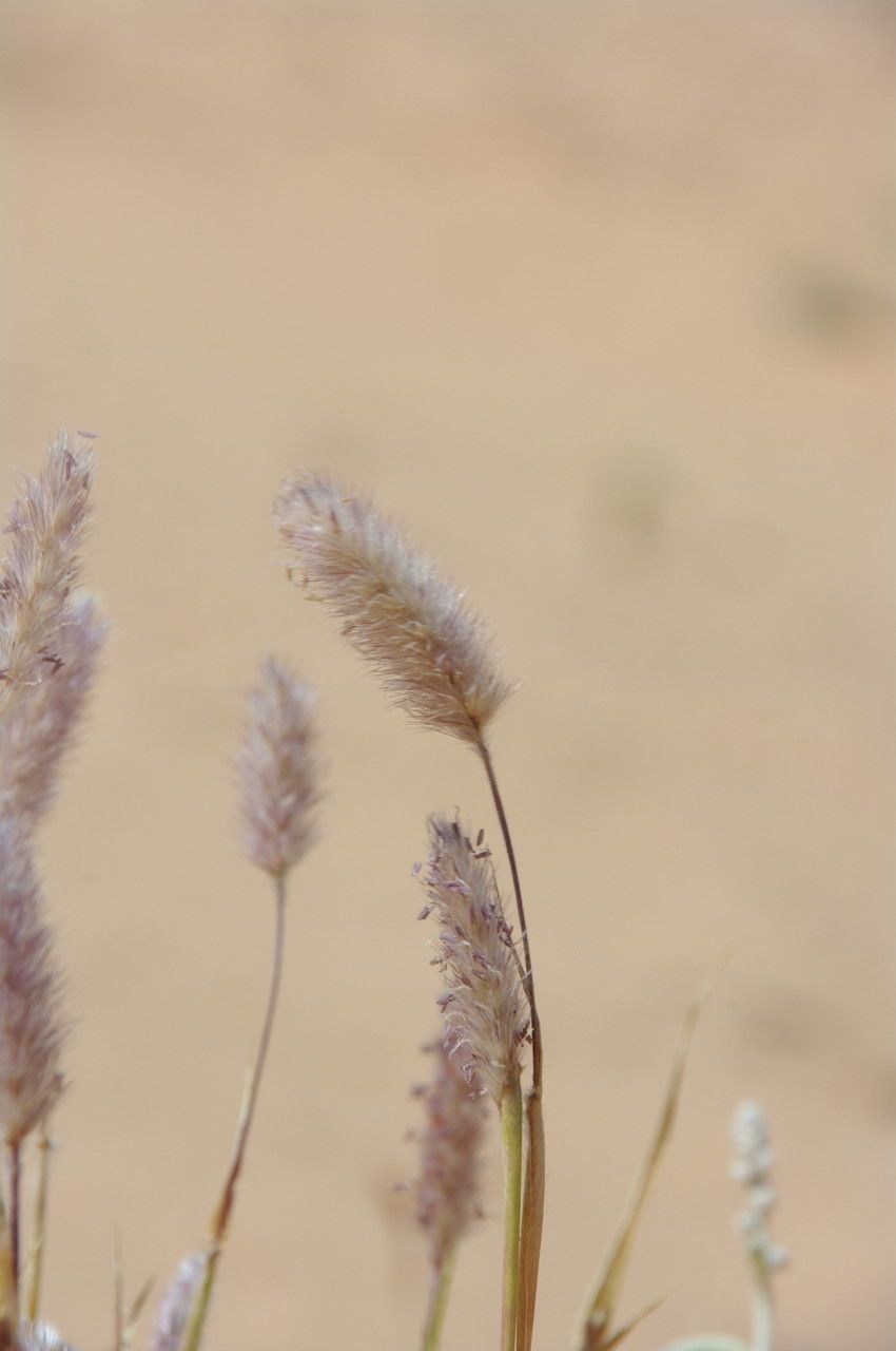 Pennisetum violaceum flower