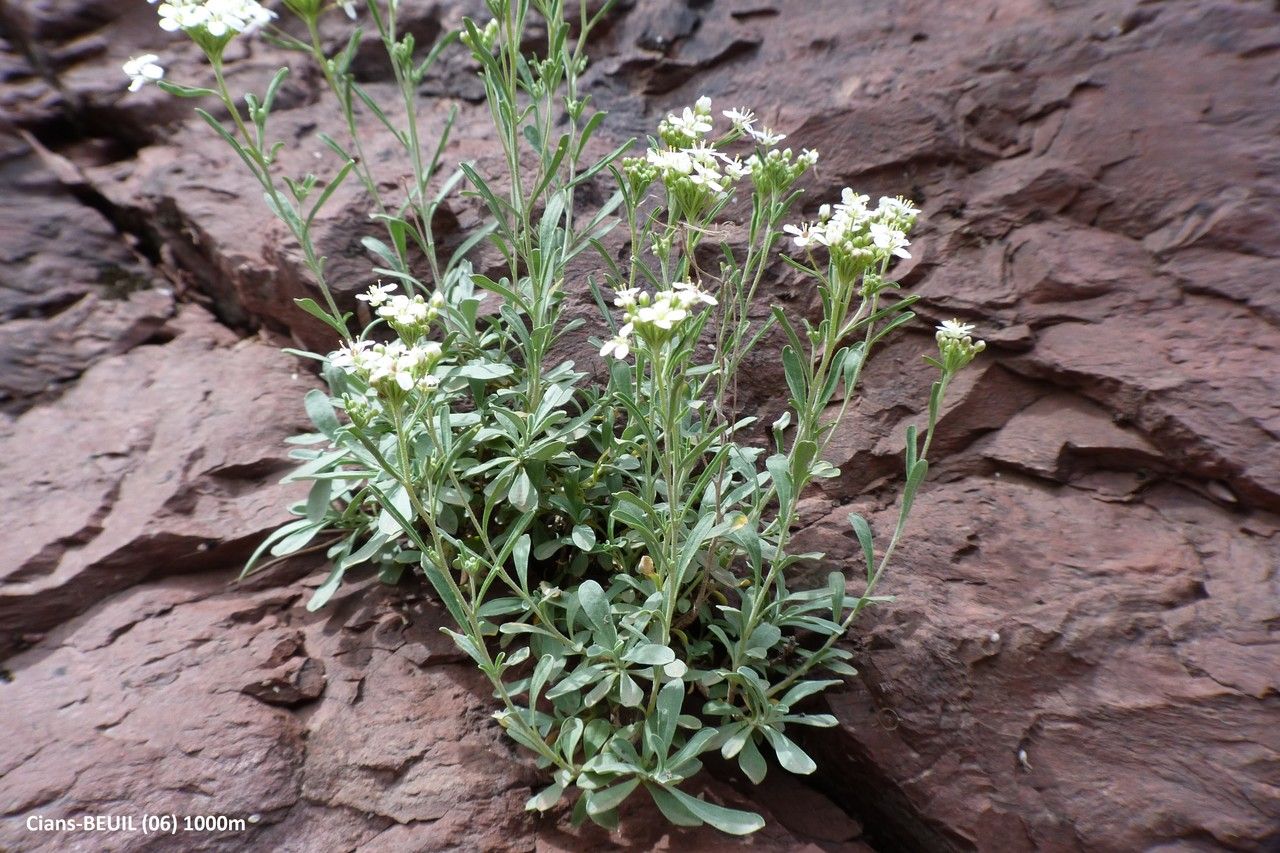 Hormathophylla halimifolia habit