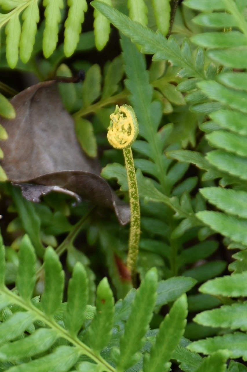 Pityrogramma argentea leaf