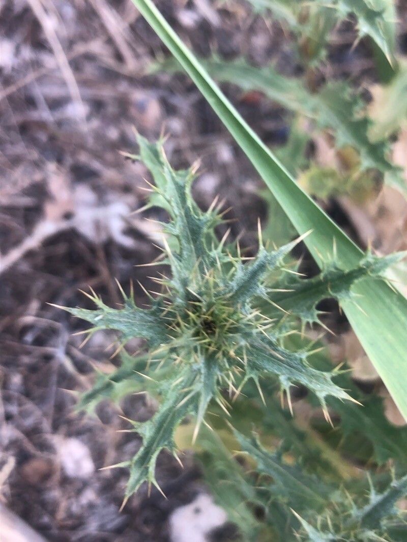 Atractylis humilis leaf