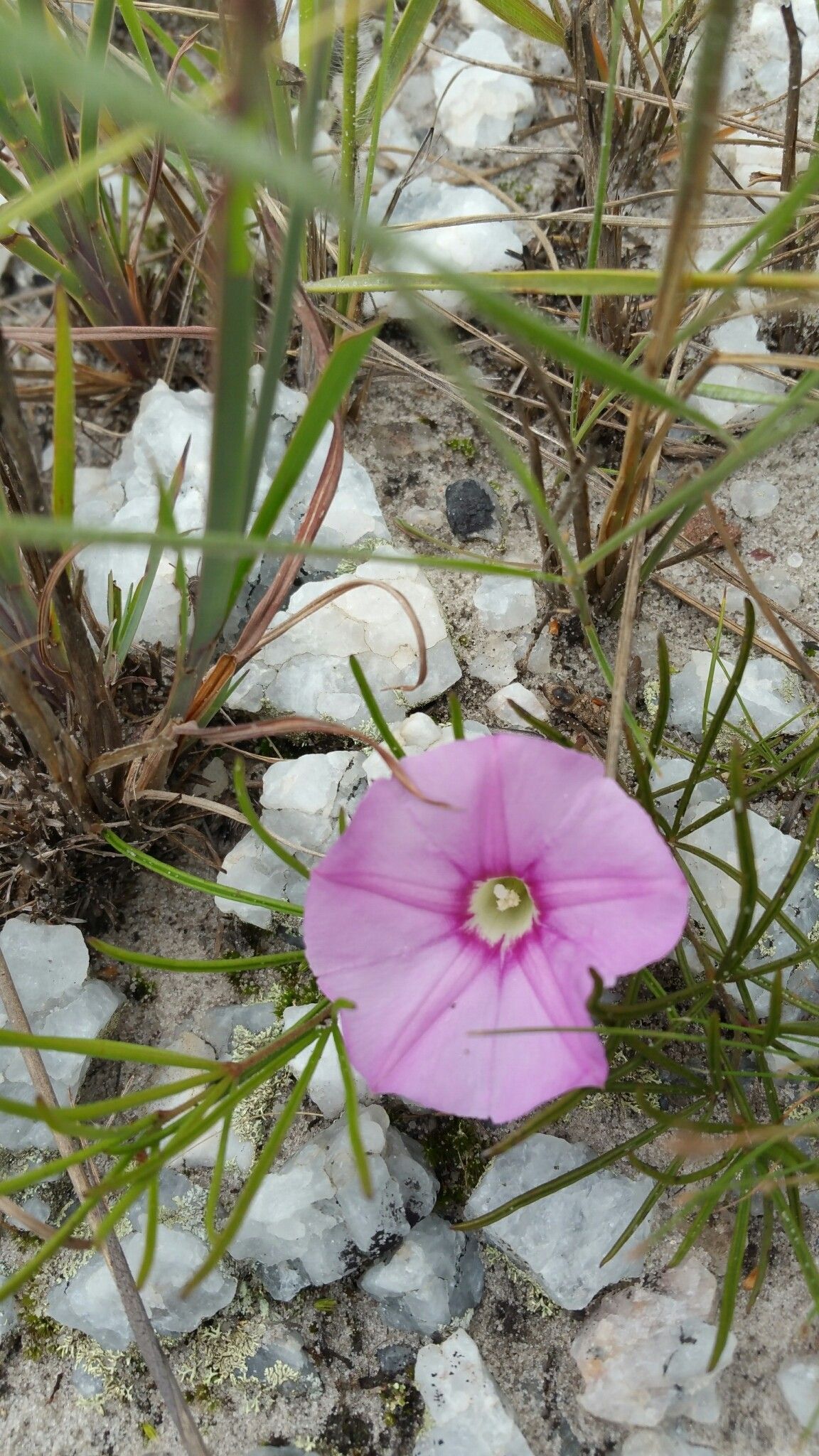 Ipomoea desmophylla — houseplant care guide