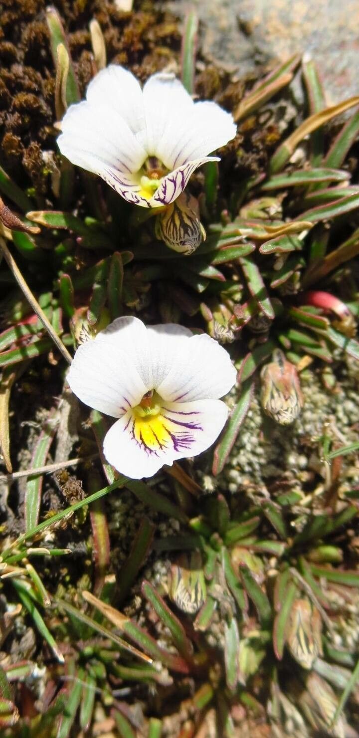 Viola pygmaea flower