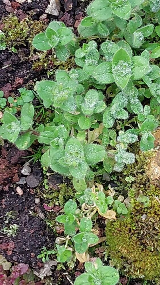 Mimulus jungermannioides leaf