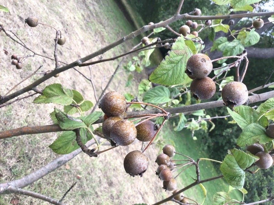 Malus sikkimensis fruit