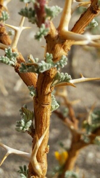 Adesmia horrida bark