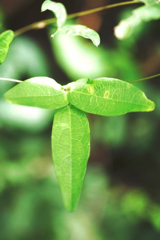 Centrosema brasilianum — search result for 'Guyana'