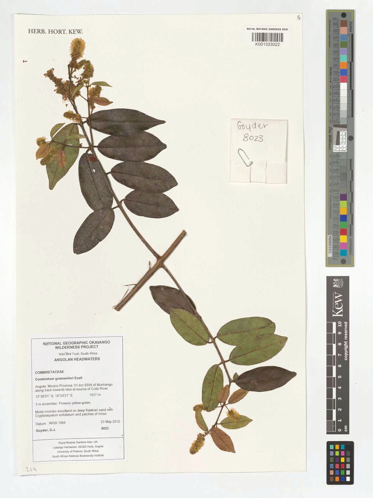 Combretum gossweileri — houseplant care guide