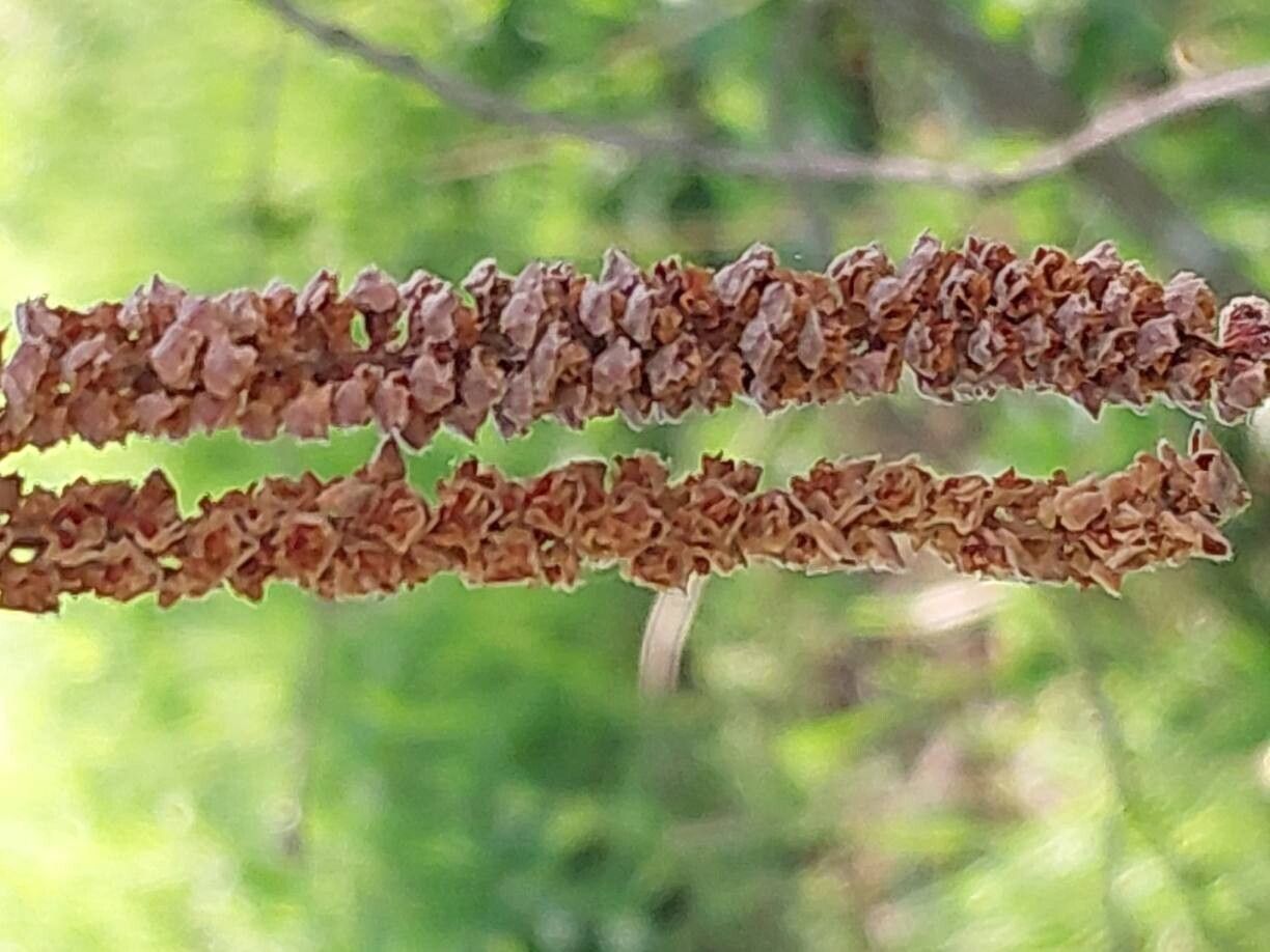 Corylus chinensis fruit