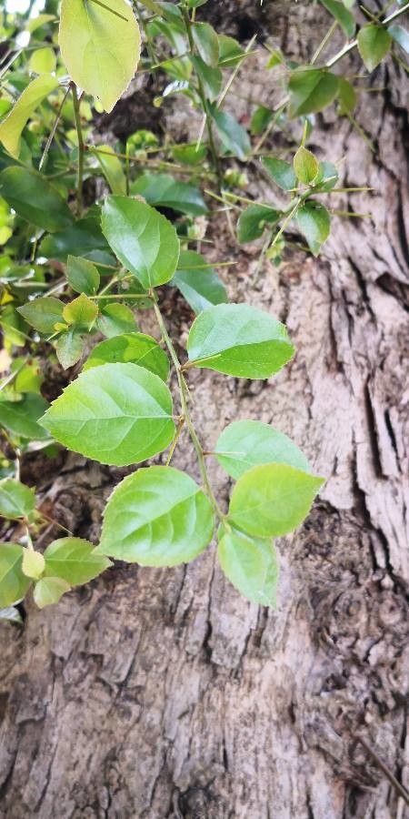 Chukrasia tabularis leaf