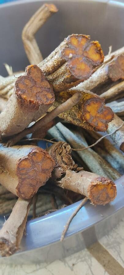 Banisteriopsis caapi bark