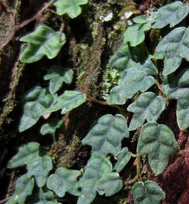 Ficus sarmentosa — houseplant care guide