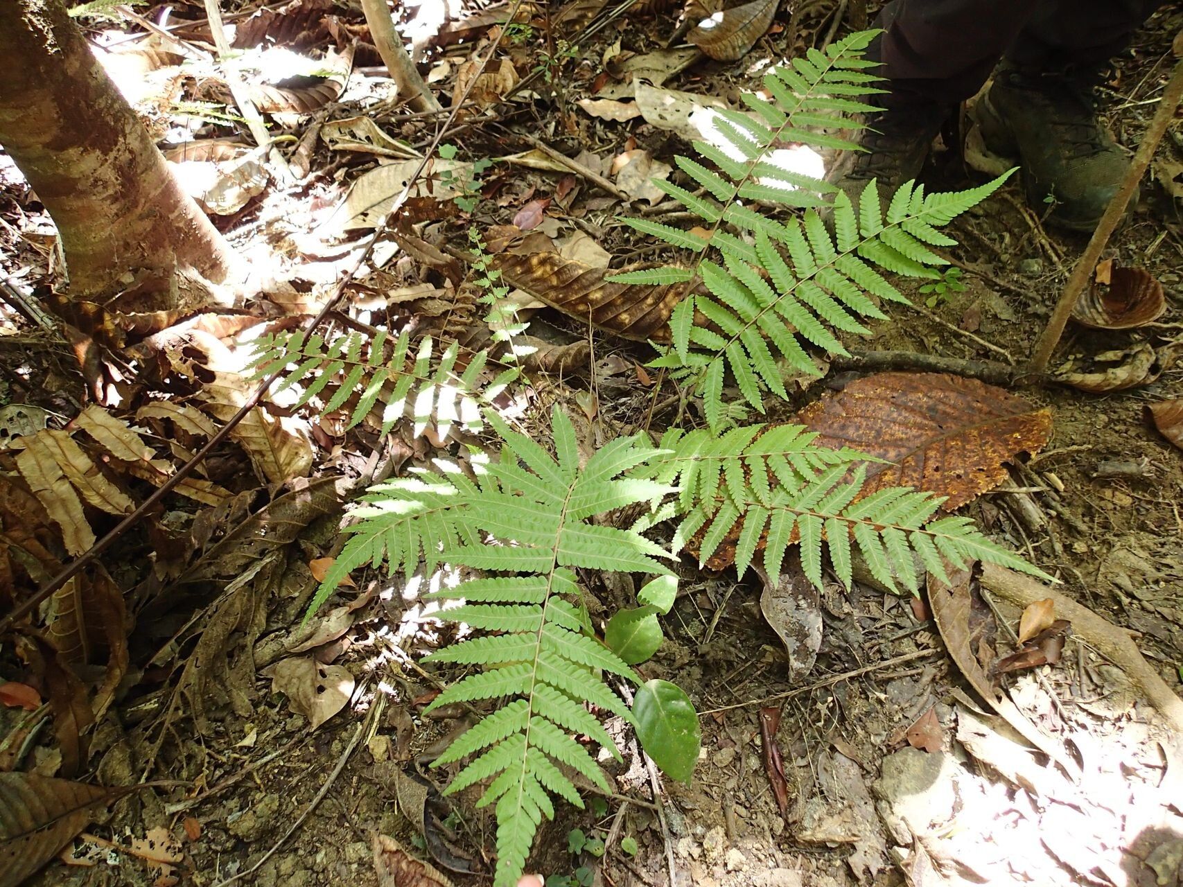 Thelypteris heterocarpos habit