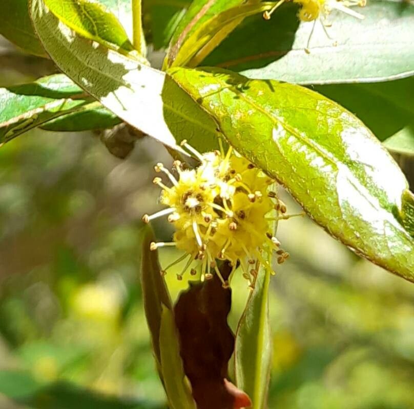 Terminalia australis flower